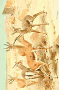 Natural History Kuhnert 1926 Dorcas Gazelle A4 Photo Print