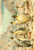 Natural History Kuhnert 1926 Giant Penguins A4 Photo Print