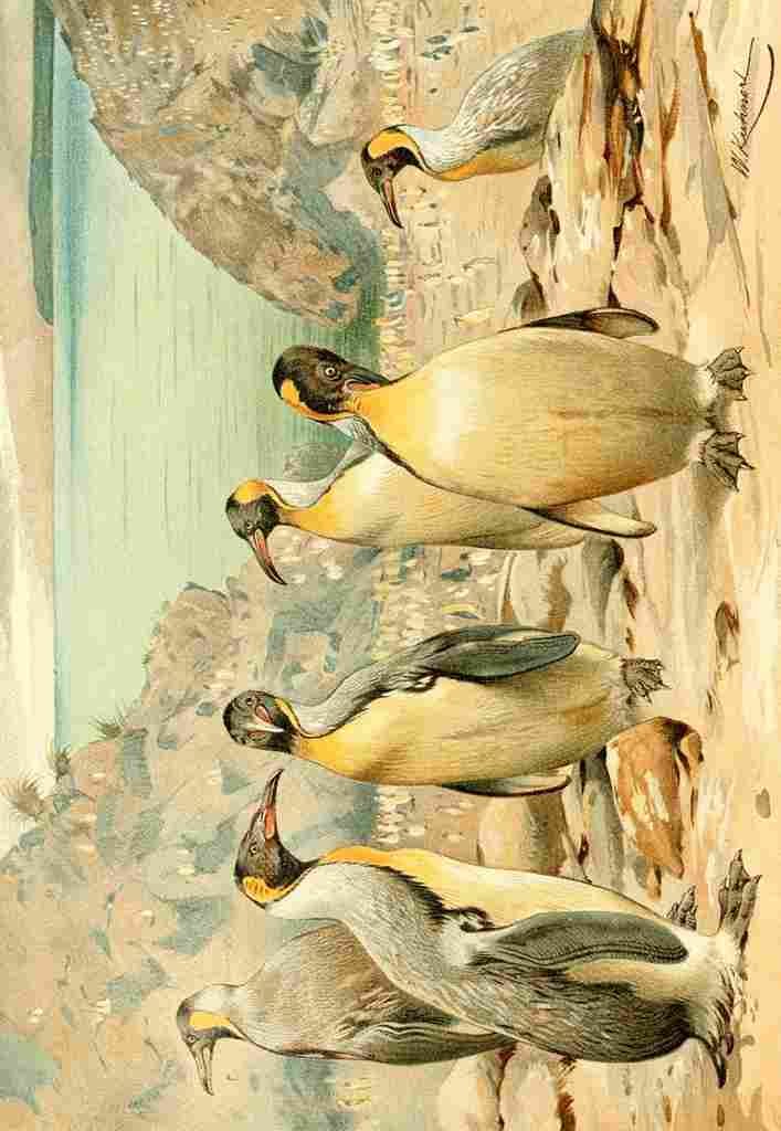Natural History Kuhnert 1926 Giant Penguins A4 Photo Print