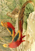 Natural History Kuhnert 1926 Golden Pheasants A4 Photo Print