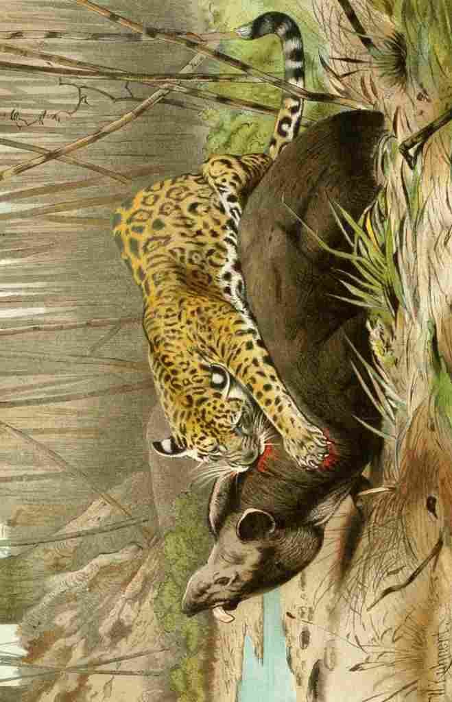 Natural History Kuhnert 1926 Jaguar killing tapir A4 Photo Print