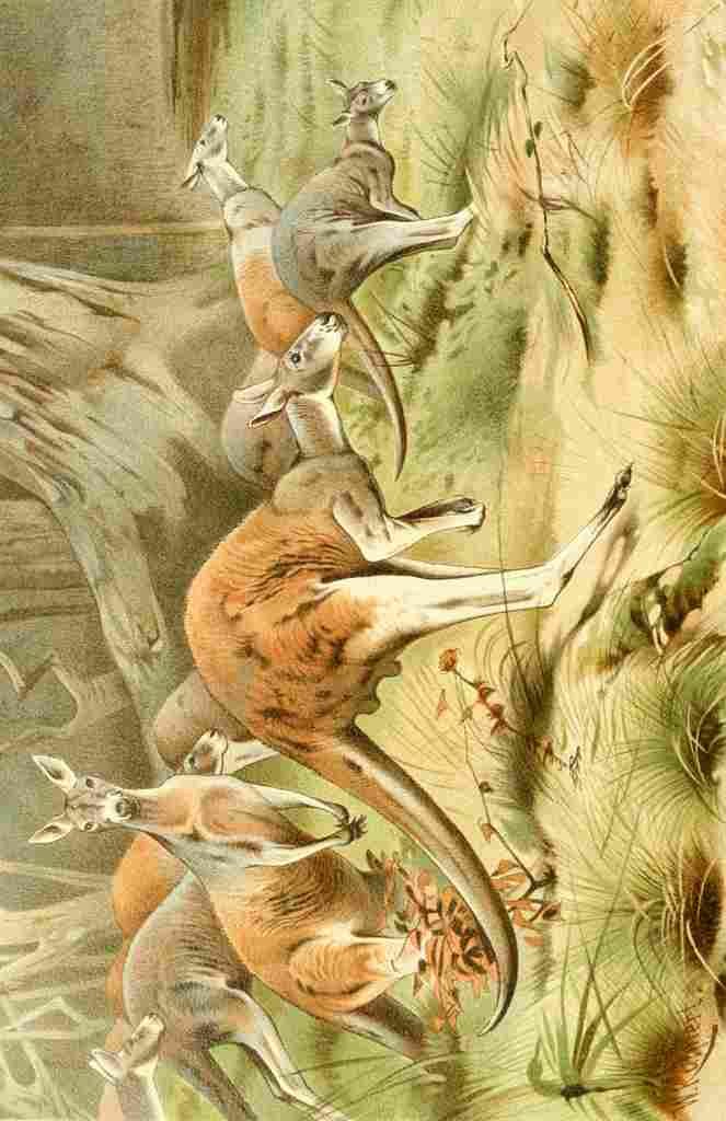 Natural History Kuhnert 1926 Kangaroos A4 Photo Print