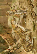 Natural History Kuhnert 1926 Leopards A4 Photo Print