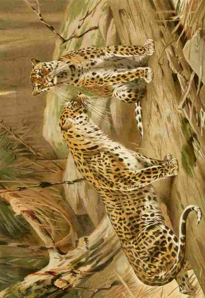 Natural History Kuhnert 1926 Leopards A4 Photo Print