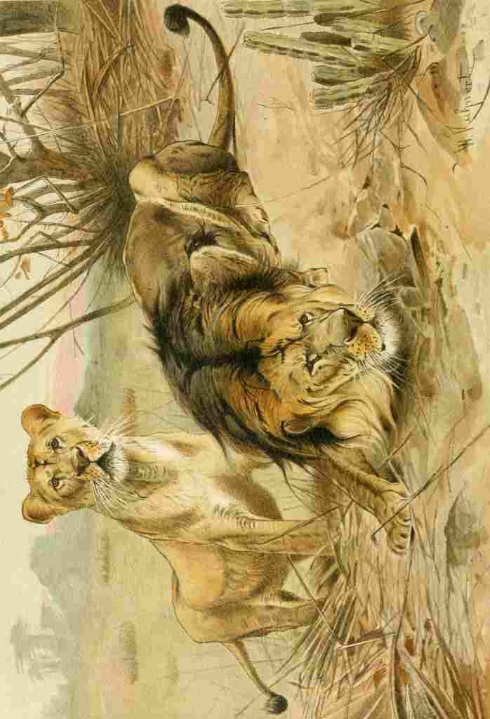 Natural History Kuhnert 1926 Lions A4 Photo Print