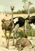 Natural History Kuhnert 1926 Ostriches A4 Photo Print