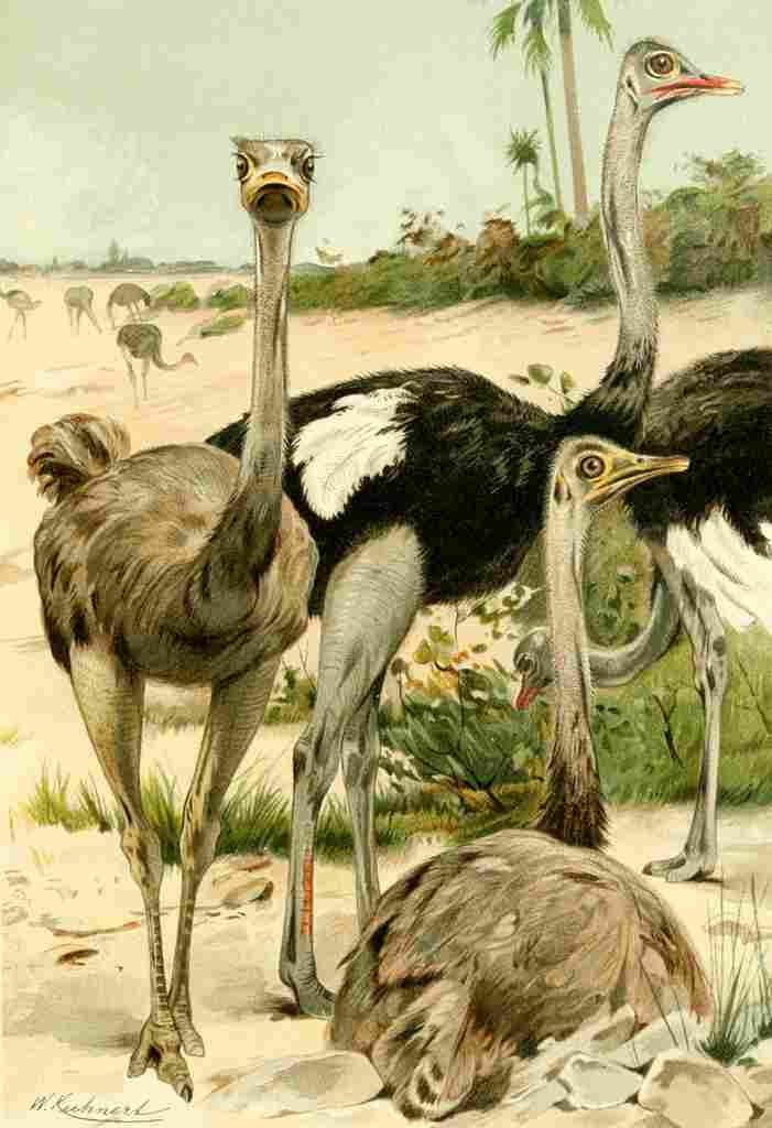 Natural History Kuhnert 1926 Ostriches A4 Photo Print