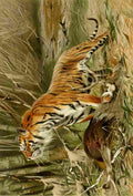 Natural History Kuhnert 1926 Tiger A4 Photo Print