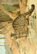 Natural History Kuhnert 1926 Wild cat A4 Photo Print