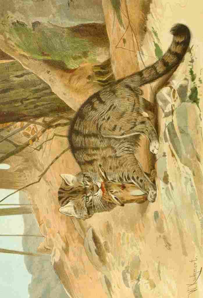 Natural History Kuhnert 1926 Wild cat A4 Photo Print