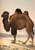 Natural history of the animal kingdom 1889 Bactrian camel A4 Photo Print