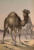 Natural history of the animal kingdom 1889 Dromedary camel A4 Photo Print