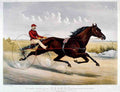 Nelson Horse 001 Vintage A4 Photo Print