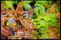 Nesting Birds USA Canada 163000 Pair Of Golden winged Warblers With Nest A4 Limited Edition Watercolour Print