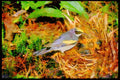 Nesting Birds USA Canada 163001 Golden winged Warbler With Young A4 Limited Edition Watercolour Print