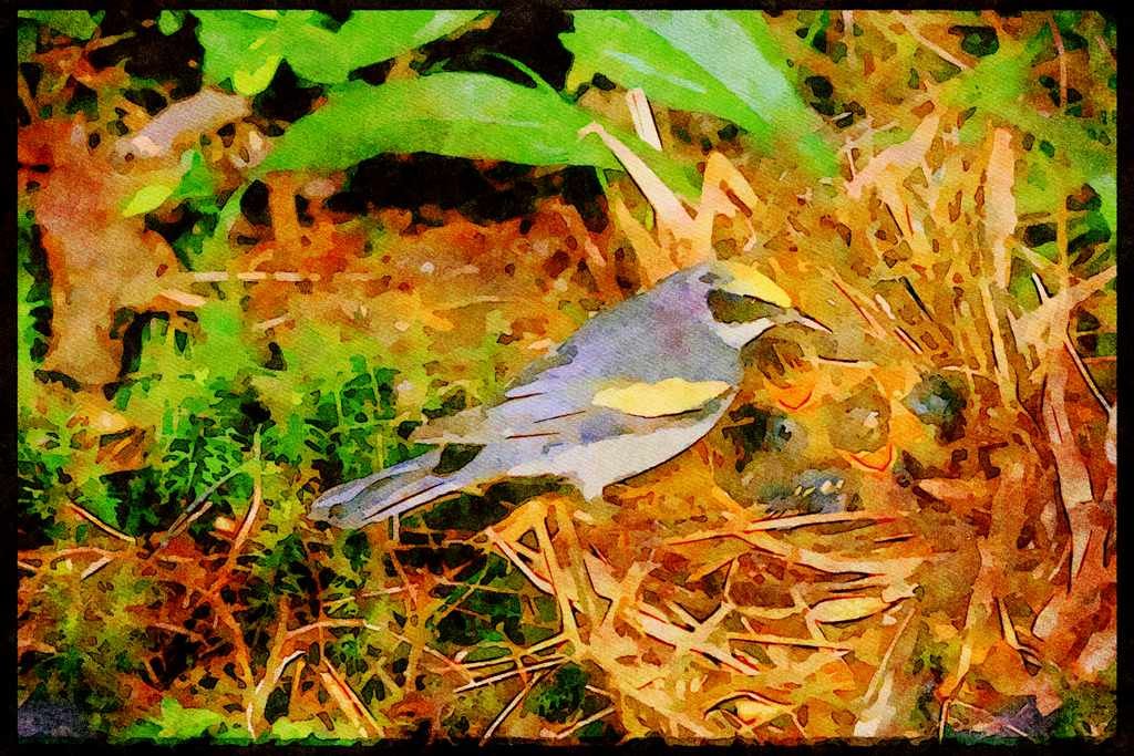 Nesting Birds USA Canada 163001 Golden winged Warbler With Young A4 Limited Edition Watercolour Print