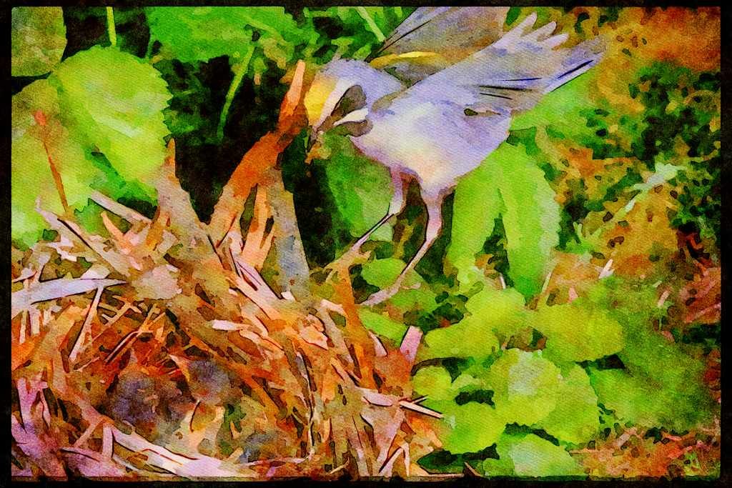 Nesting Birds USA Canada 163002 Golden winged Warbler Landing On Nest A4 Limited Edition Watercolour Print