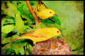 Nesting Birds USA Canada 163003 Pair Of Yellow Warblers With Young A4 Limited Edition Watercolour Print