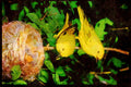 Nesting Birds USA Canada 163004 Pair Of Yellow Warblers Feeding Young A4 Limited Edition Watercolour Print
