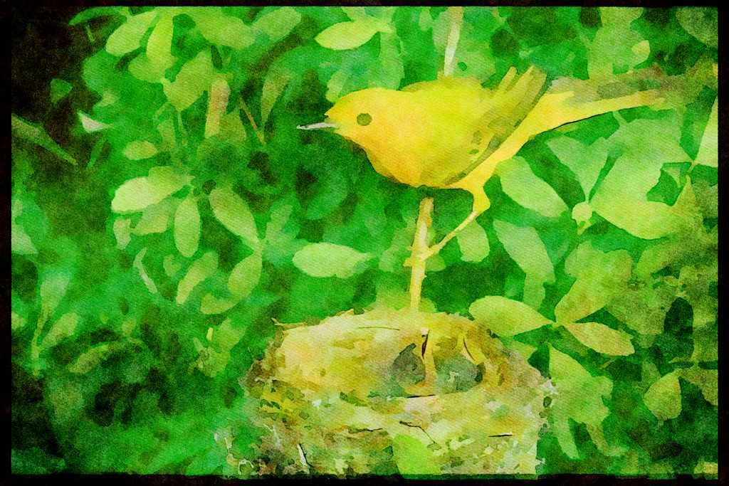 Nesting Birds USA Canada 163005 Yellow Warbler With Two Nestlings A4 Limited Edition Watercolour Print