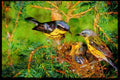 Nesting Birds USA Canada 163006 Pair Of Magnolia Warblers With Nest A4 Limited Edition Watercolour Print