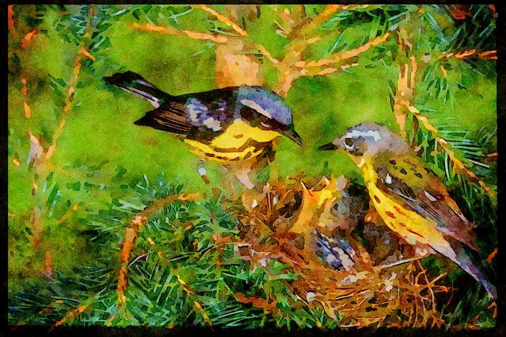 Nesting Birds USA Canada 163006 Pair Of Magnolia Warblers With Nest A4 Limited Edition Watercolour Print
