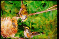 Nesting Birds USA Canada 163007 Pair Of Chestnut sided Warblers With Nest A4 Limited Edition Watercolour Print