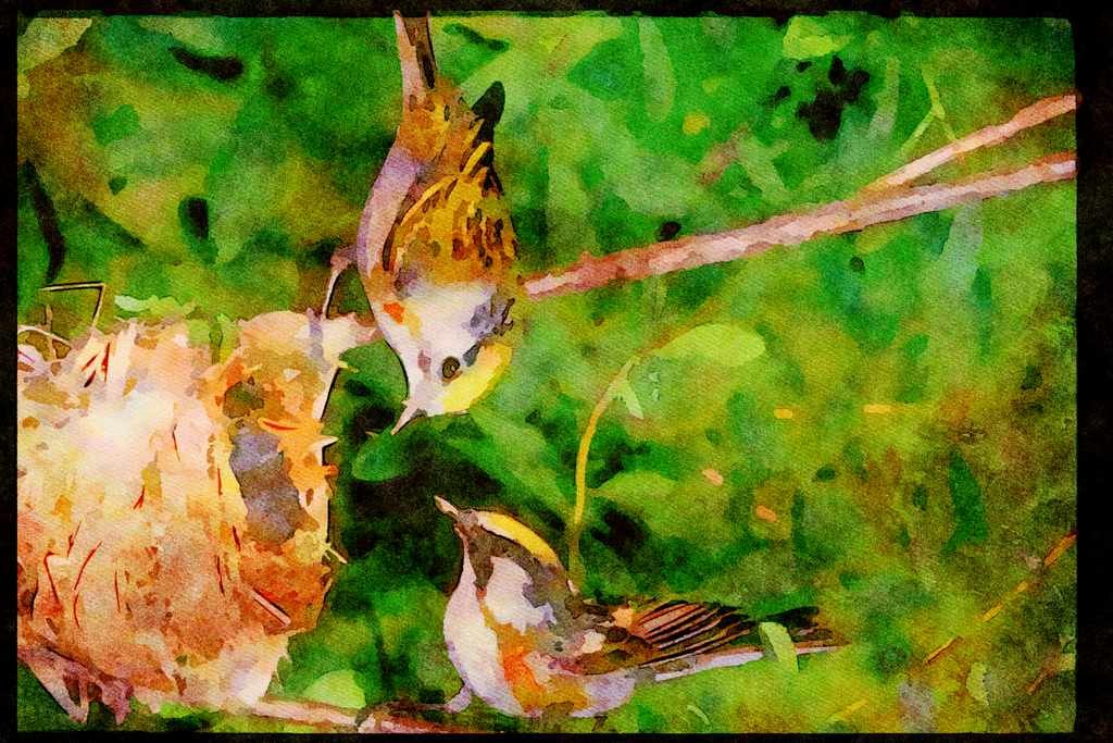 Nesting Birds USA Canada 163007 Pair Of Chestnut sided Warblers With Nest A4 Limited Edition Watercolour Print