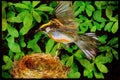 Nesting Birds USA Canada 163008 Chestnut sided Warbler Landing On Nest A4 Limited Edition Watercolour Print