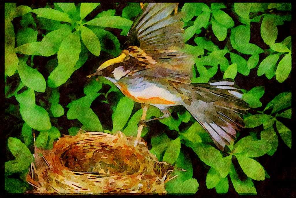 Nesting Birds USA Canada 163008 Chestnut sided Warbler Landing On Nest A4 Limited Edition Watercolour Print
