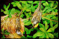 Nesting Birds USA Canada 163009 Chestnut sided Warblers On Nest A4 Limited Edition Watercolour Print
