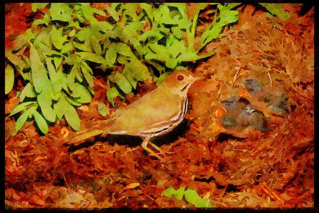 Nesting Birds USA Canada 163010 Ovenbird With Young A4 Limited Edition Watercolour Print