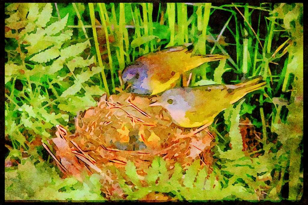 Nesting Birds USA Canada 163011 Pair Of Mourning Warblers With Young A4 Limited Edition Watercolour Print
