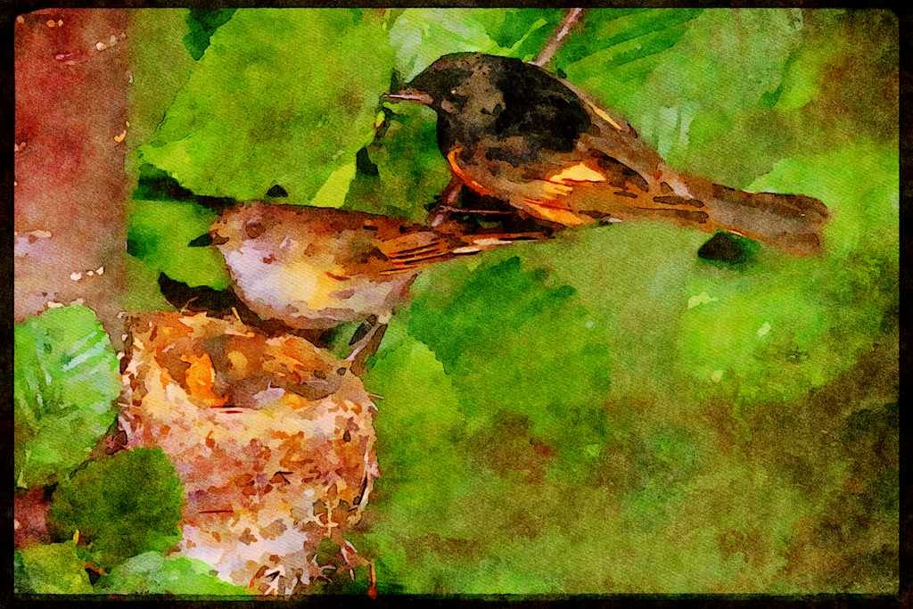 Nesting Birds USA Canada 163015 Pair Of American Redstarts With Nest A4 Limited Edition Watercolour Print