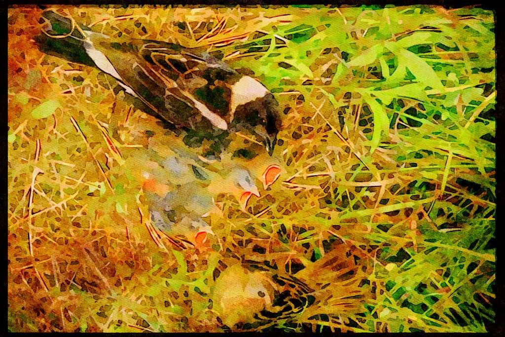 Nesting Birds USA Canada 163016 Pair Of Bobolinks With Nest A4 Limited Edition Watercolour Print