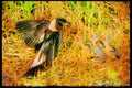 Nesting Birds USA Canada 163017 Bobolink Feeding Young A4 Limited Edition Watercolour Print