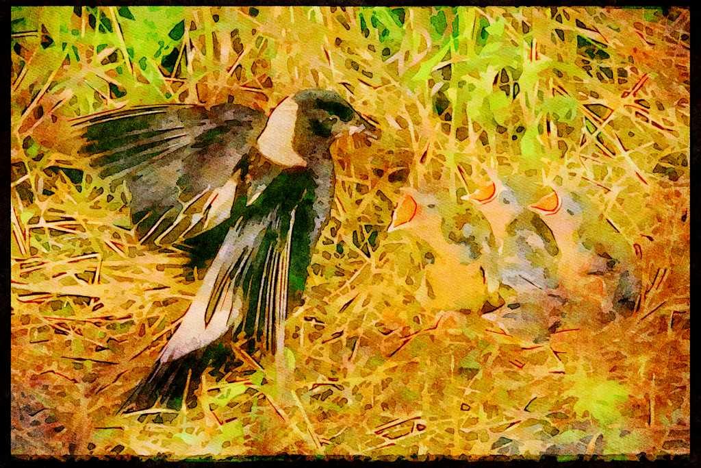 Nesting Birds USA Canada 163017 Bobolink Feeding Young A4 Limited Edition Watercolour Print