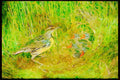 Nesting Birds USA Canada 163018 Eastern Meadowlark With Young A4 Limited Edition Watercolour Print