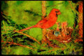 Nesting Birds USA Canada 163021 Northern Cardinal With Young A4 Limited Edition Watercolour Print