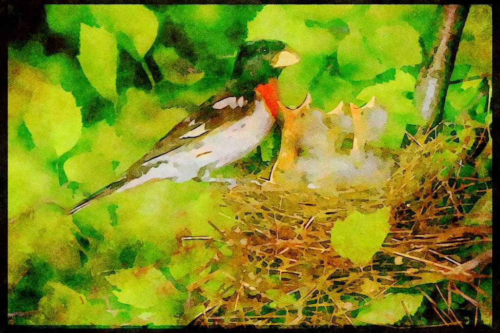 Nesting Birds USA Canada 163022 Rose breasted Grosbeak (male) With Young A4 Limited Edition Watercolour Print