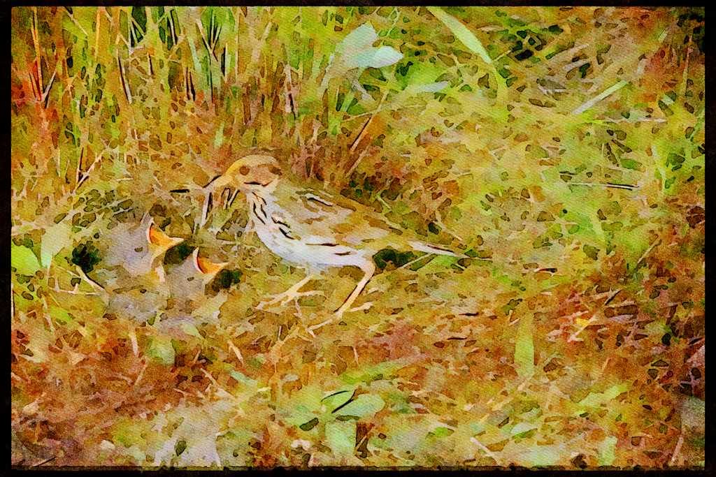 Nesting Birds USA Canada 163026 Savanna Sparrow With Nest A4 Limited Edition Watercolour Print