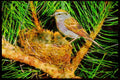 Nesting Birds USA Canada 163027 Chipping Sparrow And Two Nestlings A4 Limited Edition Watercolour Print