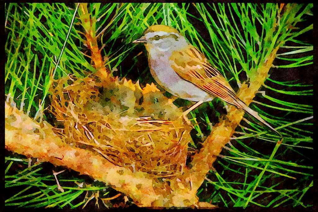 Nesting Birds USA Canada 163027 Chipping Sparrow And Two Nestlings A4 Limited Edition Watercolour Print