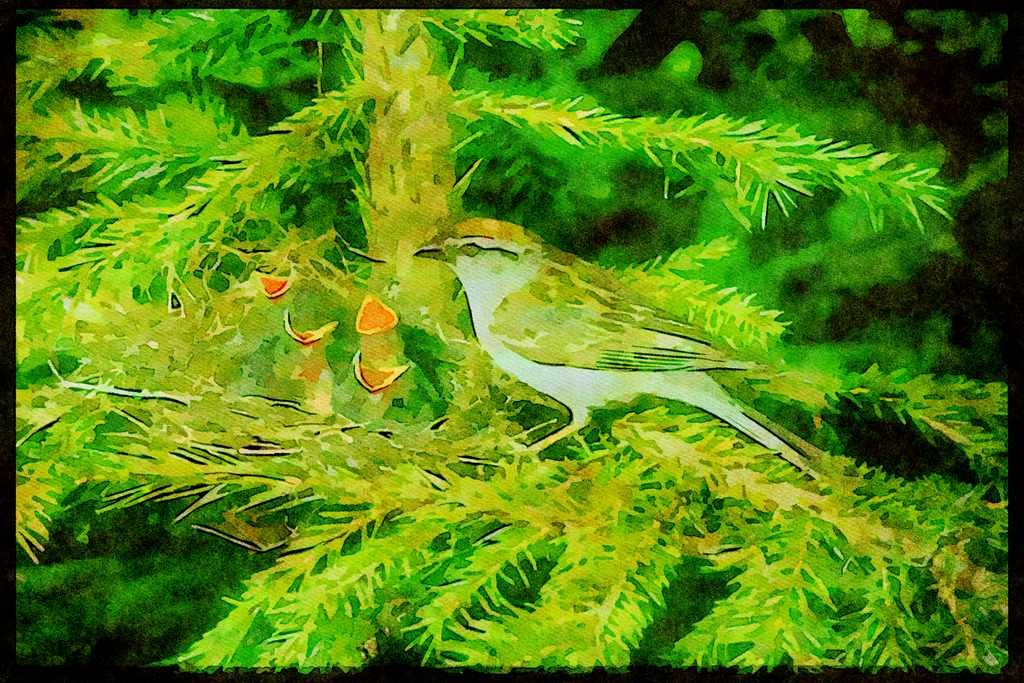 Nesting Birds USA Canada 163029 Chipping Sparrow With Nest A4 Limited Edition Watercolour Print