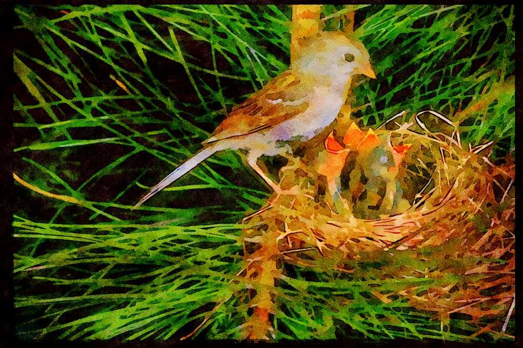 Nesting Birds USA Canada 163030 Field Sparrow With Young A4 Limited Edition Watercolour Print