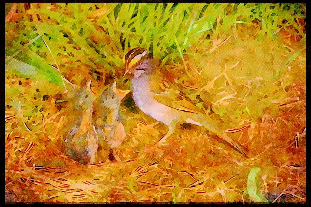 Nesting Birds USA Canada 163031 White throated Sparrow With Nestlings A4 Limited Edition Watercolour Print