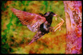 Nesting Birds USA Canada 163032 Common Starling With Worm A4 Limited Edition Watercolour Print