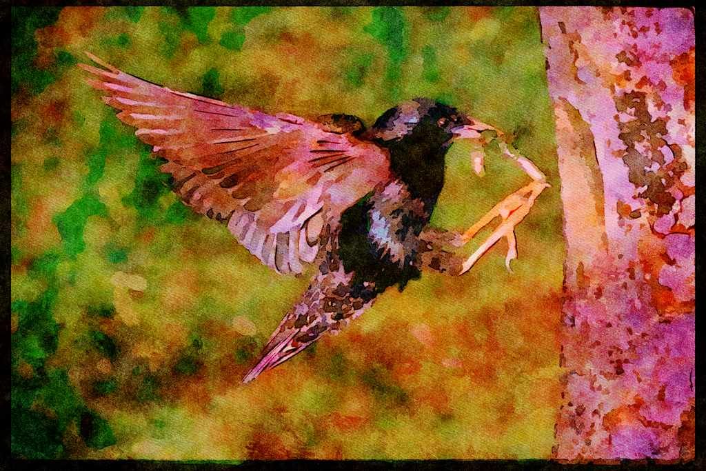 Nesting Birds USA Canada 163032 Common Starling With Worm A4 Limited Edition Watercolour Print