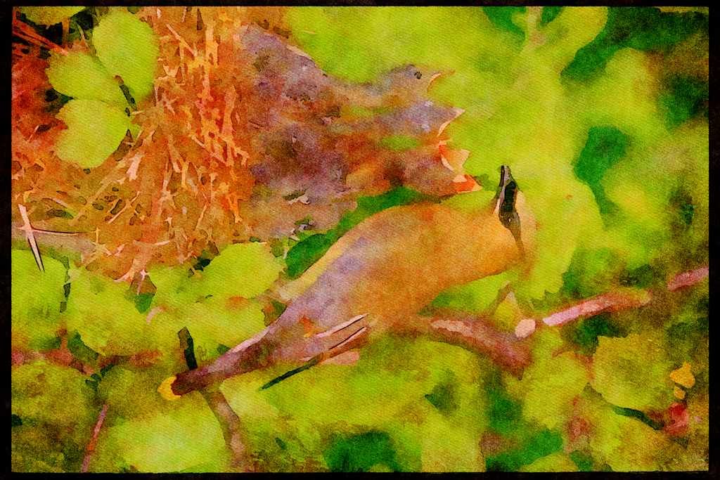 Nesting Birds USA Canada 163034 Cedar Waxwing With Nestlings A4 Limited Edition Watercolour Print