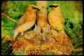 Nesting Birds USA Canada 163035 Pair Of Cedar Waxwings With Young A4 Limited Edition Watercolour Print